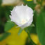 Callirhoe alcaeoides Logan Calhoun